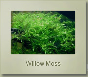 willow moss