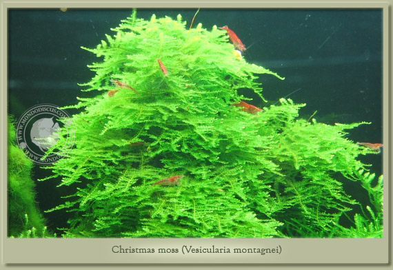 christmas moss