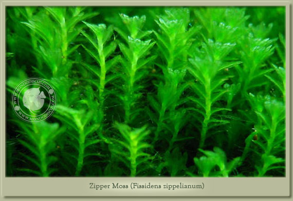 zipper moss