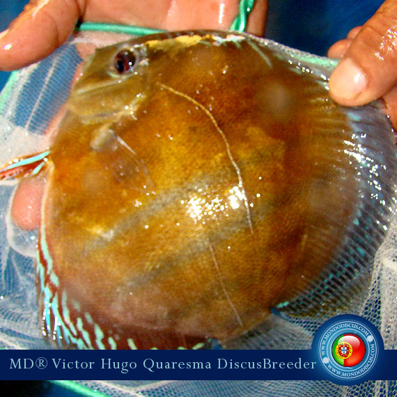 NEW: Vitor Hugo Quaresma su MondoDiscus