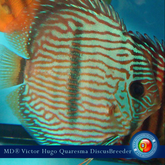 NEW: Vitor Hugo Quaresma su MondoDiscus