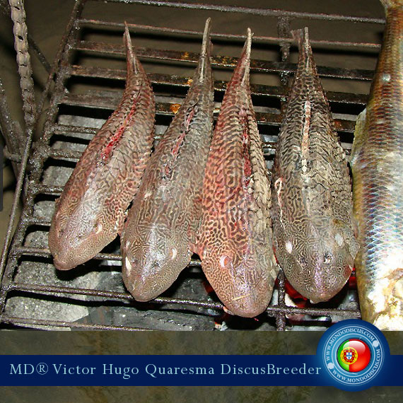 NEW: Vitor Hugo Quaresma su MondoDiscus