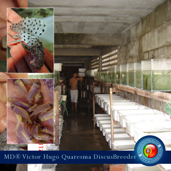 NEW: Vitor Hugo Quaresma su MondoDiscus