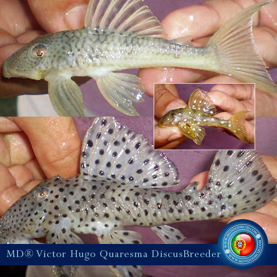 NEW: Vitor Hugo Quaresma su MondoDiscus