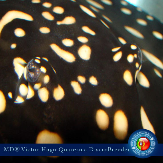 NEW: Vitor Hugo Quaresma su MondoDiscus