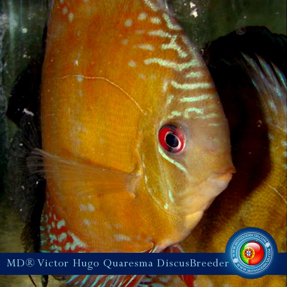 NEW: Vitor Hugo Quaresma su MondoDiscus