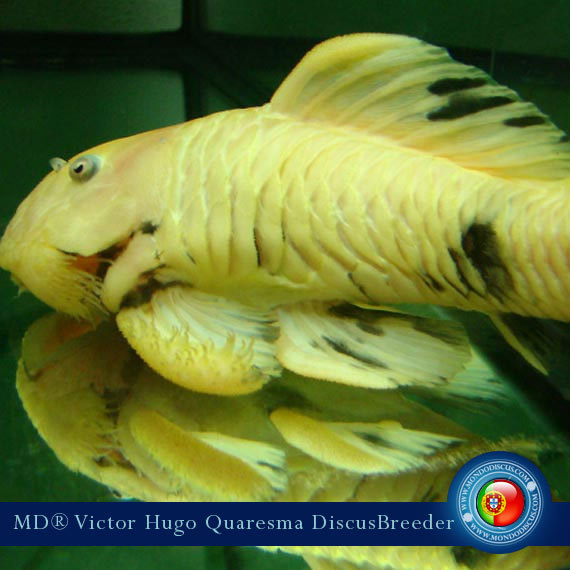 NEW: Vitor Hugo Quaresma su MondoDiscus