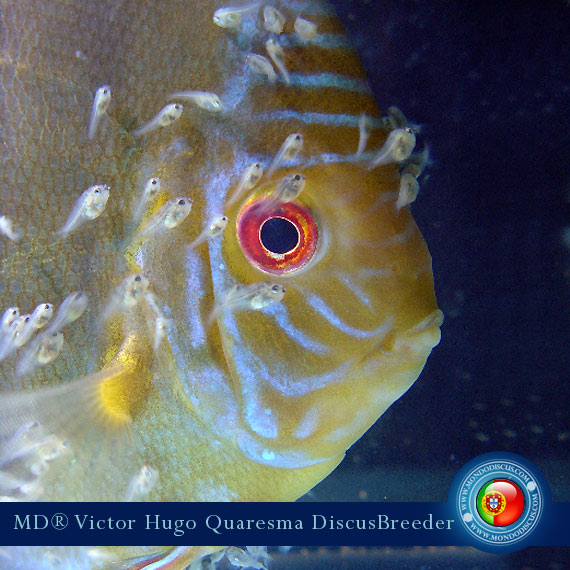 NEW: Vitor Hugo Quaresma su MondoDiscus