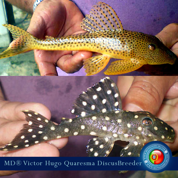 NEW: Vitor Hugo Quaresma su MondoDiscus