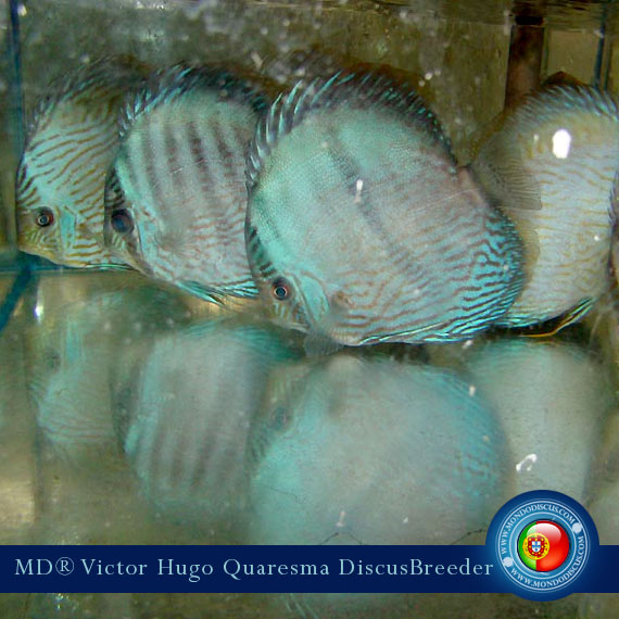 NEW: Vitor Hugo Quaresma su MondoDiscus