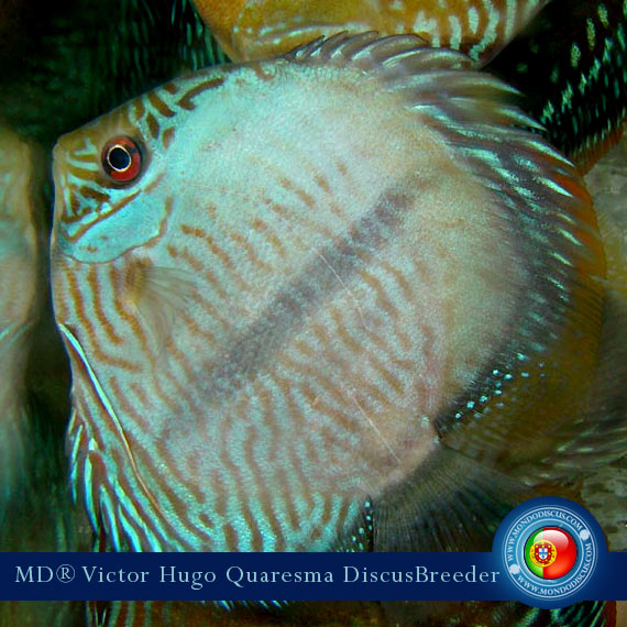 NEW: Vitor Hugo Quaresma su MondoDiscus