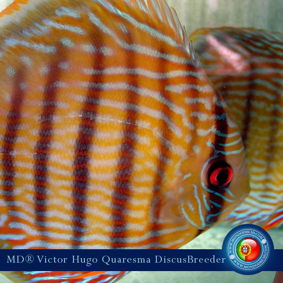 NEW: Vitor Hugo Quaresma su MondoDiscus