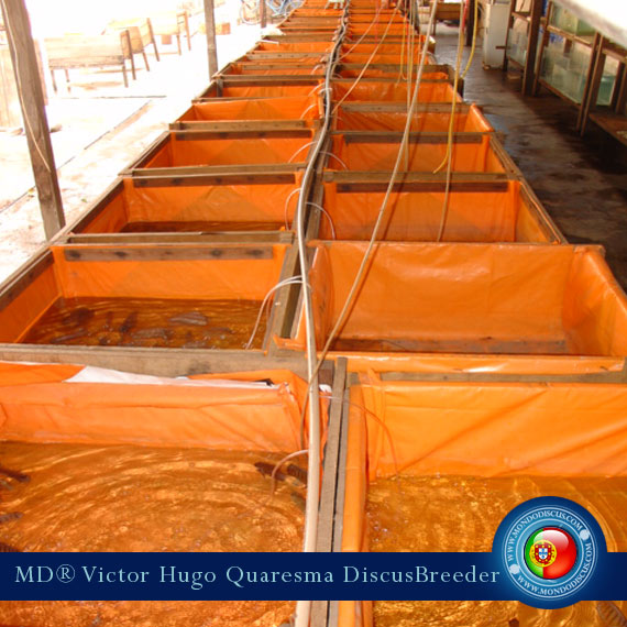 NEW: Vitor Hugo Quaresma su MondoDiscus