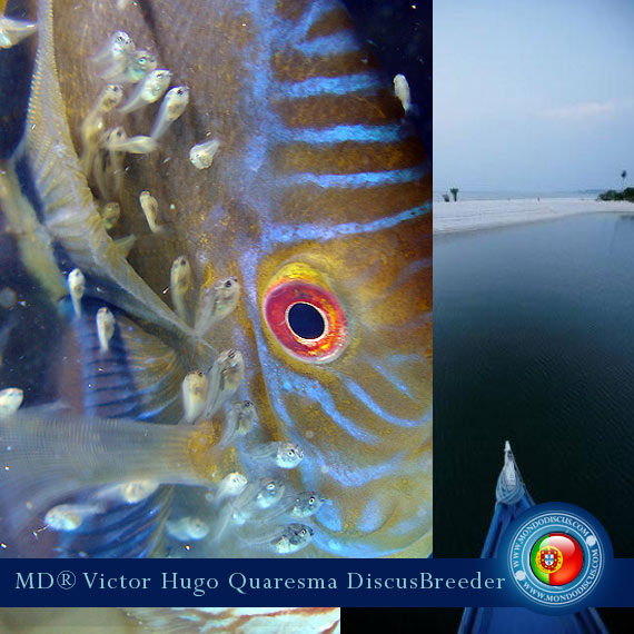 NEW: Vitor Hugo Quaresma su MondoDiscus