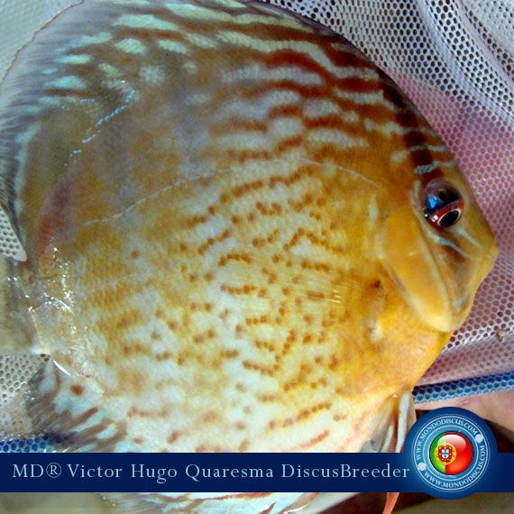 NEW: Vitor Hugo Quaresma su MondoDiscus