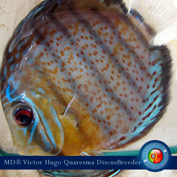 NEW: Vitor Hugo Quaresma su MondoDiscus