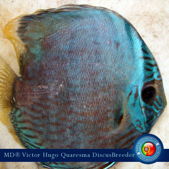 NEW: Vitor Hugo Quaresma su MondoDiscus