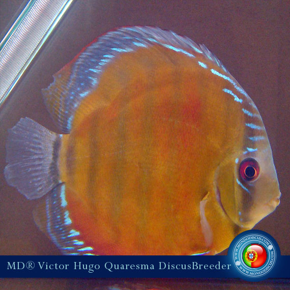 NEW: Vitor Hugo Quaresma su MondoDiscus