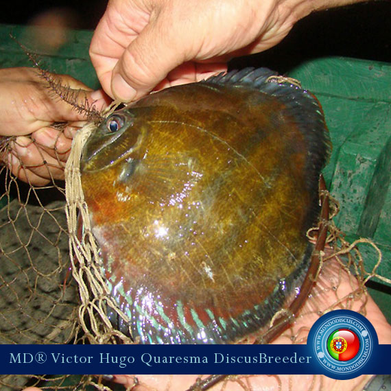 NEW: Vitor Hugo Quaresma su MondoDiscus