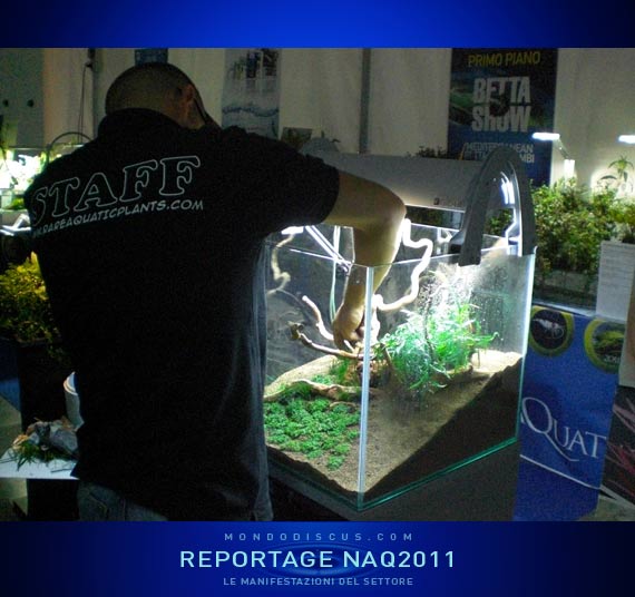 Massimo Iannella (Rap)