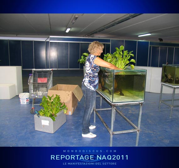 Livia che tenta un layout con Eichornia crassipes