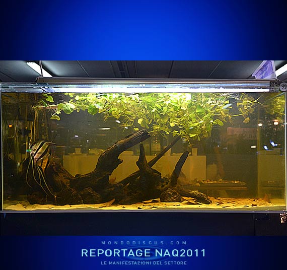 Vasca Biopoto Ptherophyllum altum