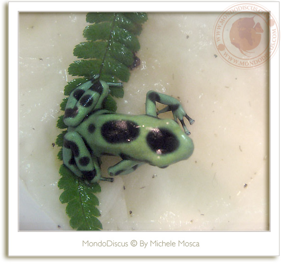 Le rane del ReptilesDay 2009, frog, snake, rettili, italia reptiles, camaleonti, serpenti