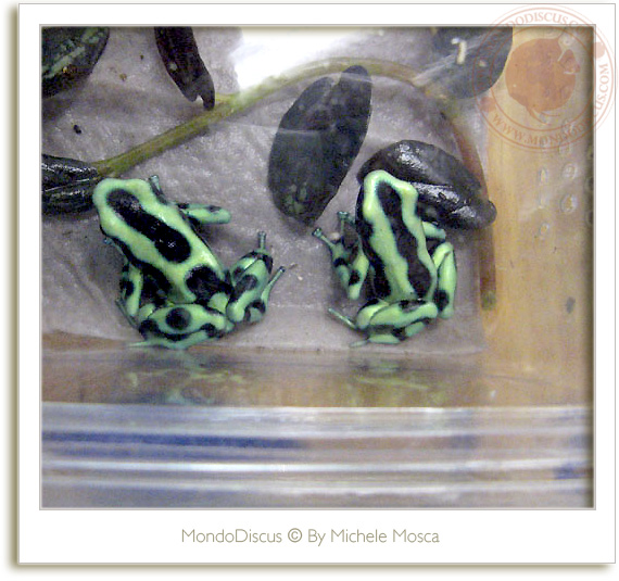 Le rane del ReptilesDay 2009, frog, snake, rettili, italia reptiles, camaleonti, serpenti