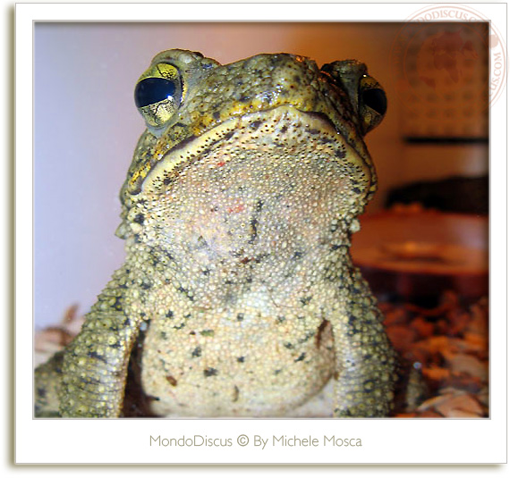 Le rane del ReptilesDay 2009, frog, snake, rettili, italia reptiles, camaleonti, serpenti