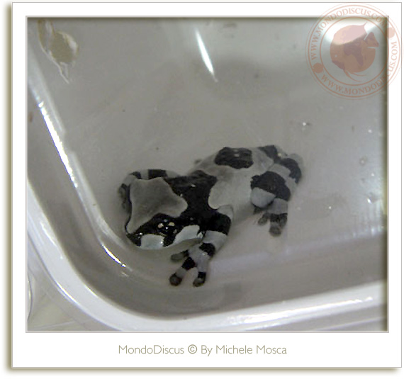 Le rane del ReptilesDay 2009, frog, snake, rettili, italia reptiles, camaleonti, serpenti