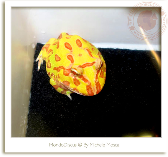 Pacman frog albina  Ceratophys