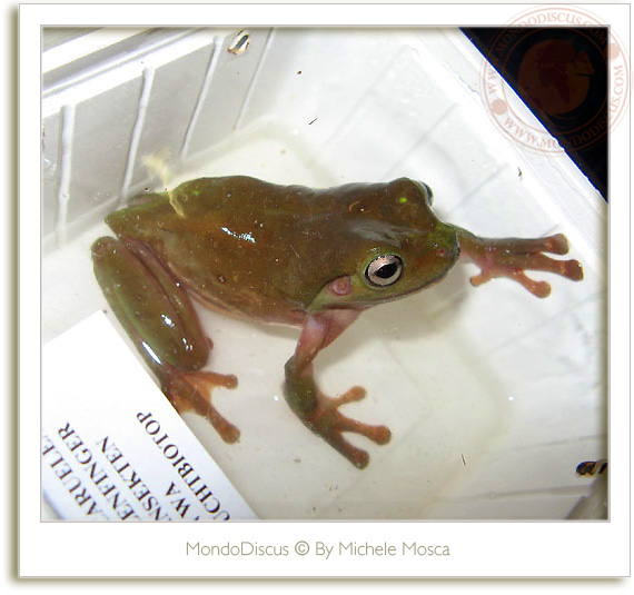 Le rane del ReptilesDay 2009, frog, snake, rettili, italia reptiles, camaleonti, serpenti