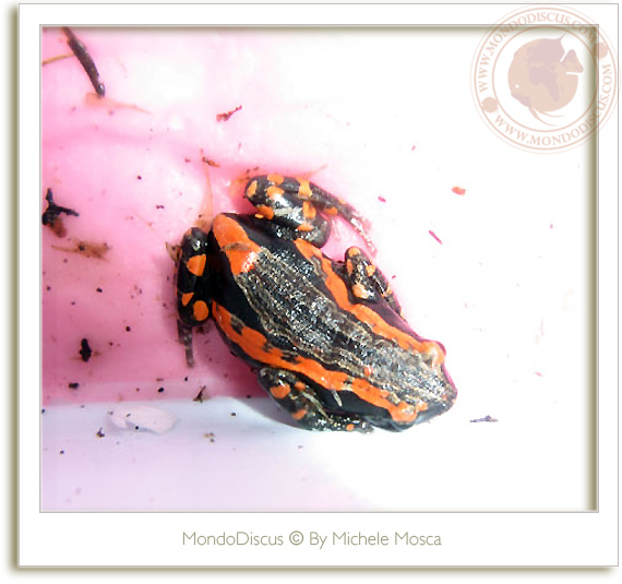 Le rane del ReptilesDay 2009, frog, snake, rettili, italia reptiles, camaleonti, serpenti