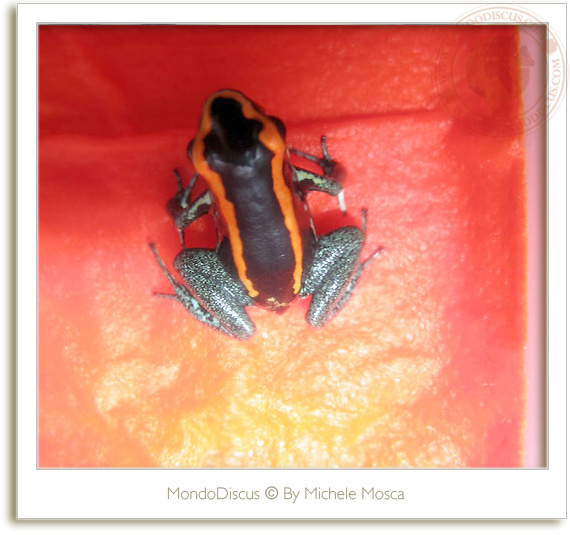 Le rane del ReptilesDay 2009, frog, snake, rettili, italia reptiles, camaleonti, serpenti