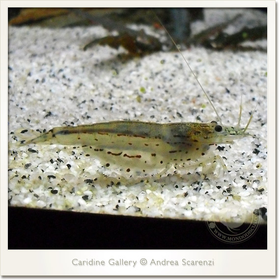 caridina japonica caridina japonica