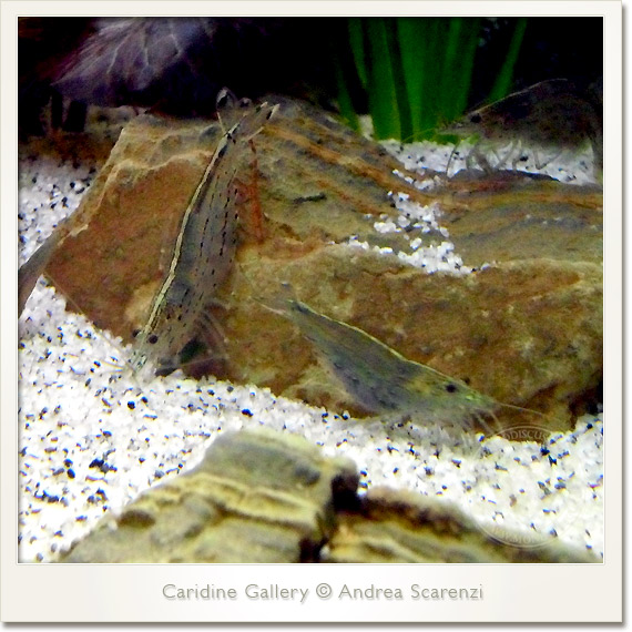 caridina japonica caridina japonica