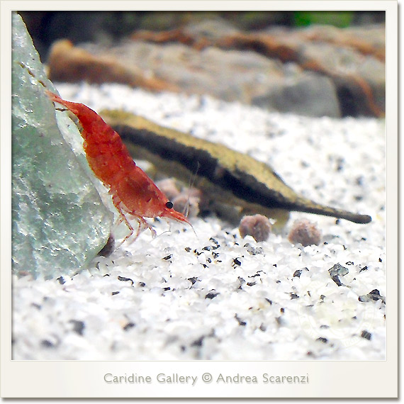 caridina sakura caridina sakura