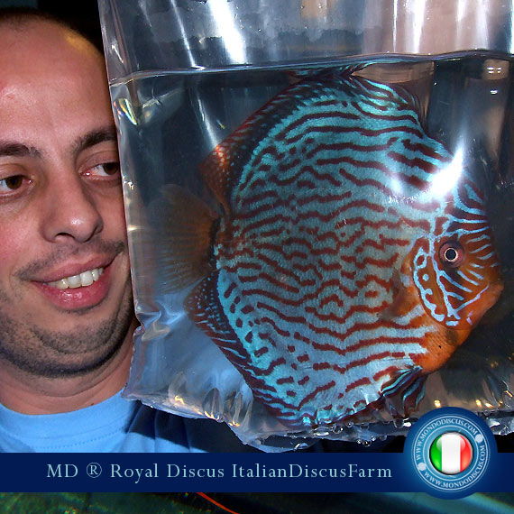 Image Intervista The Royal Discus Milano