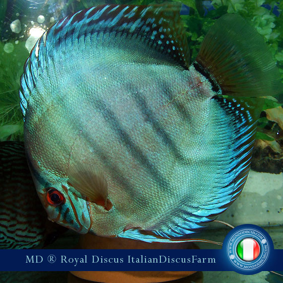 Image Intervista The Royal Discus Milano