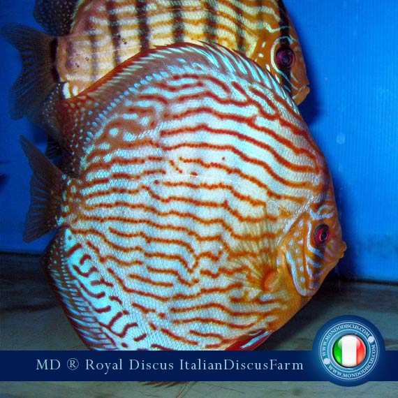 Image Intervista The Royal Discus Milano