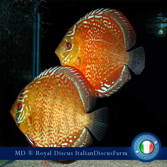 Image Intervista The Royal Discus Milano