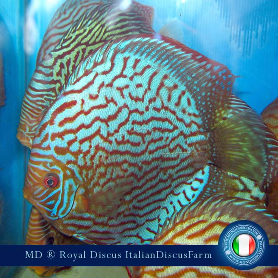 Image Intervista The Royal Discus Milano