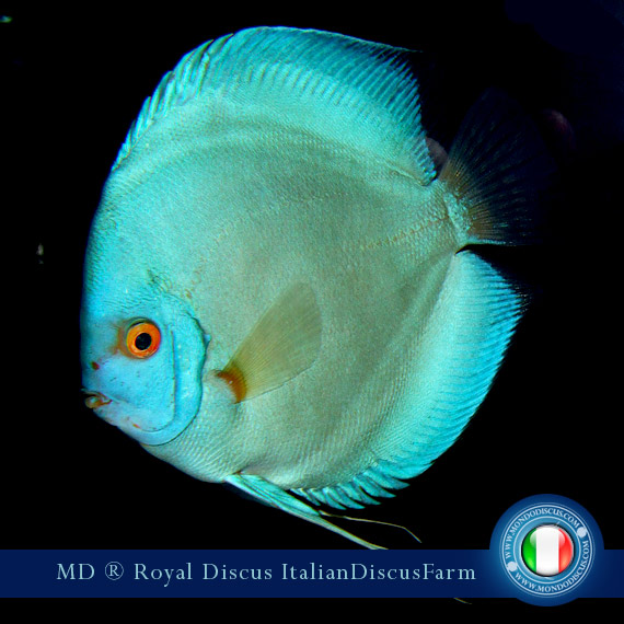 Image Intervista The Royal Discus Milano
