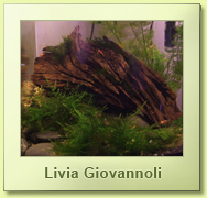 cubo per cristal red