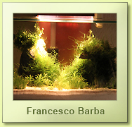 Cubo per caridine rocce laviche