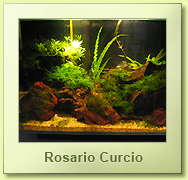 Caridine del Sulawesi: cardinal