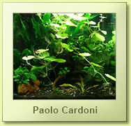 Cubo per caridine rocce laviche