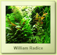 Cubo per caridine rocce laviche