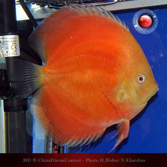 Discus Contest Shanghai - China