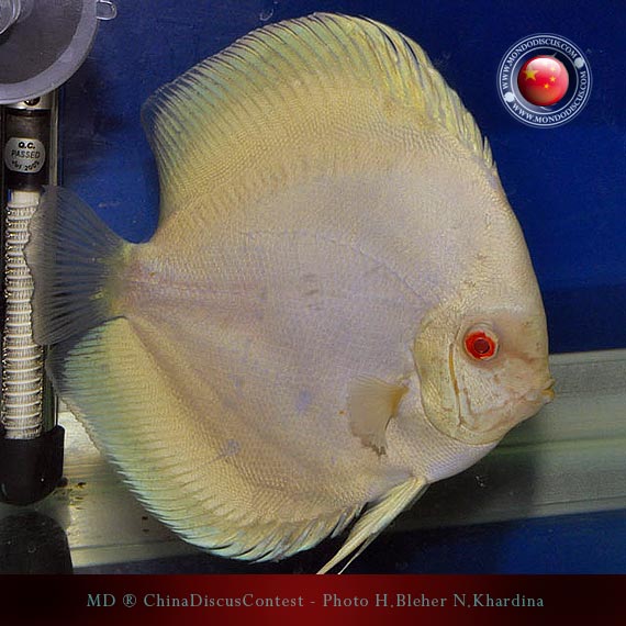 Discus Contest Shanghai - China